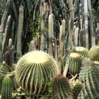 Cacti Seed Mixes