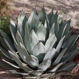 Agave species