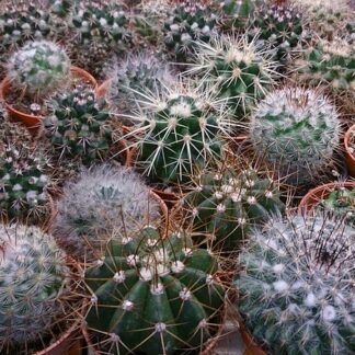 Cacti Seeds