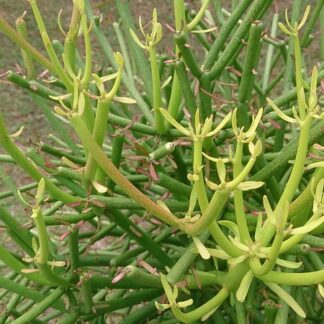 Euphorbia species