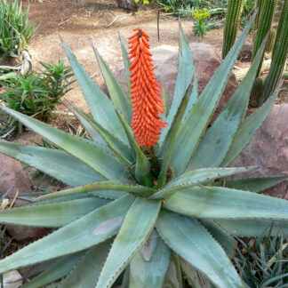 Aloe species