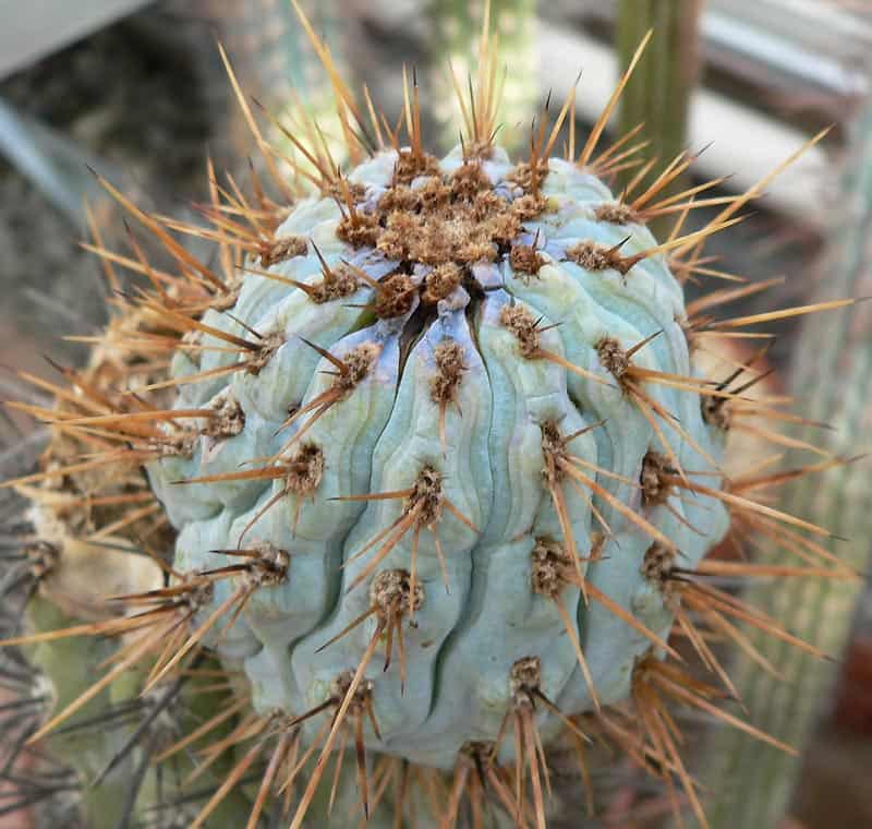 Azureocereus Archives - Phoenix Desert Seeds