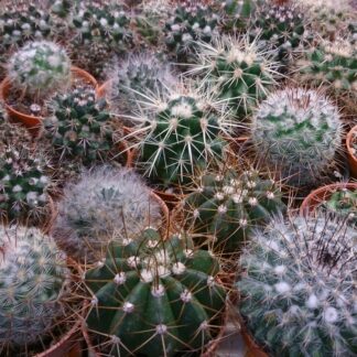Cacti Seed Sale