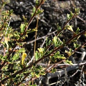Larrea tridentata seeds