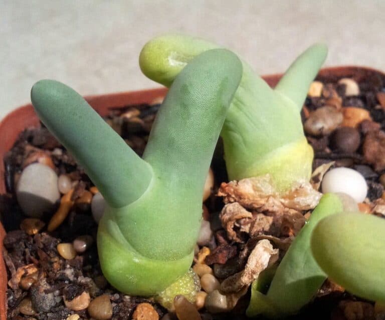 Dactylopsis digitata
