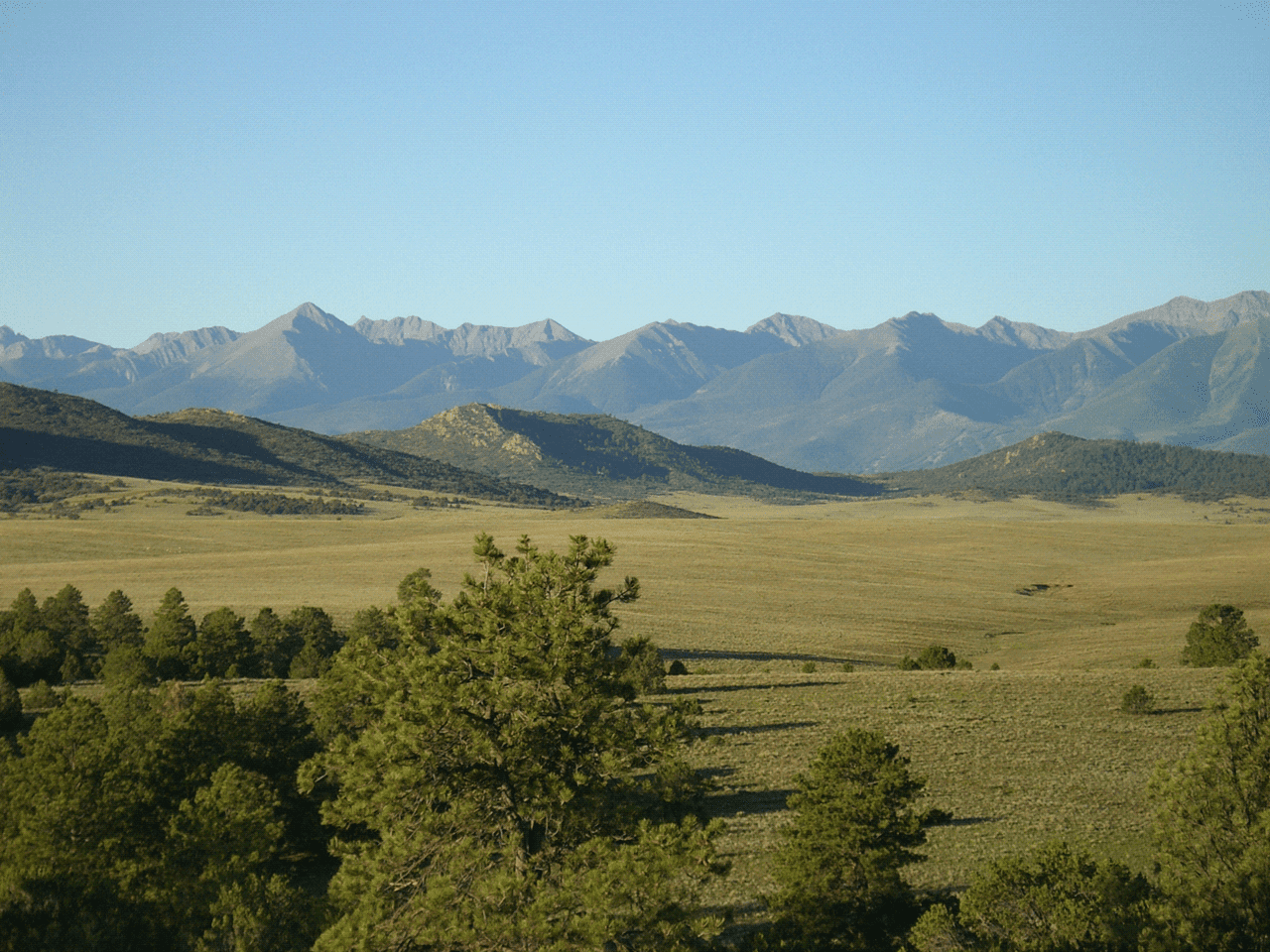 Montane Seed Mixes Archives - Phoenix Desert Seeds