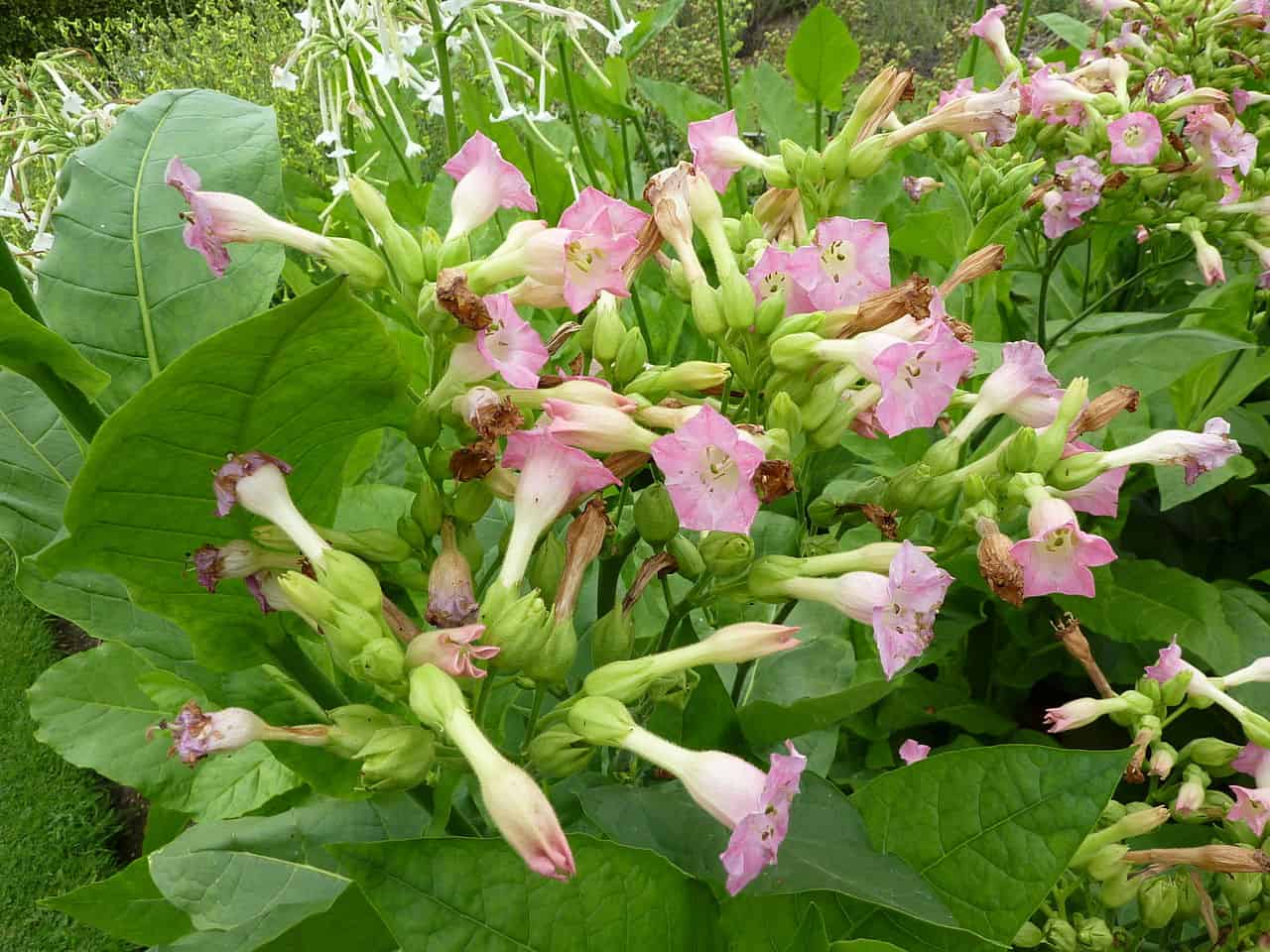 Nicotiana Tabacum Archives Phoenix Desert Seeds