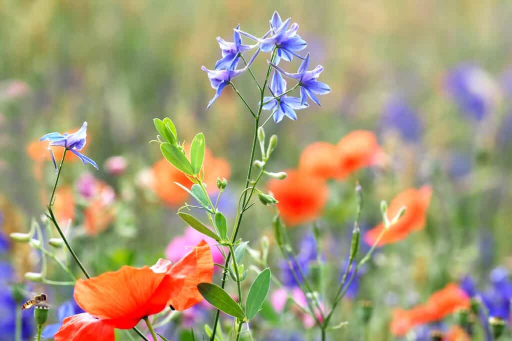 4th of july flower seed mix