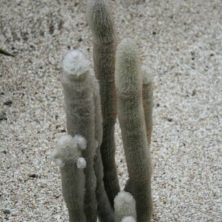 Austrocephalocereus dybowskii seeds