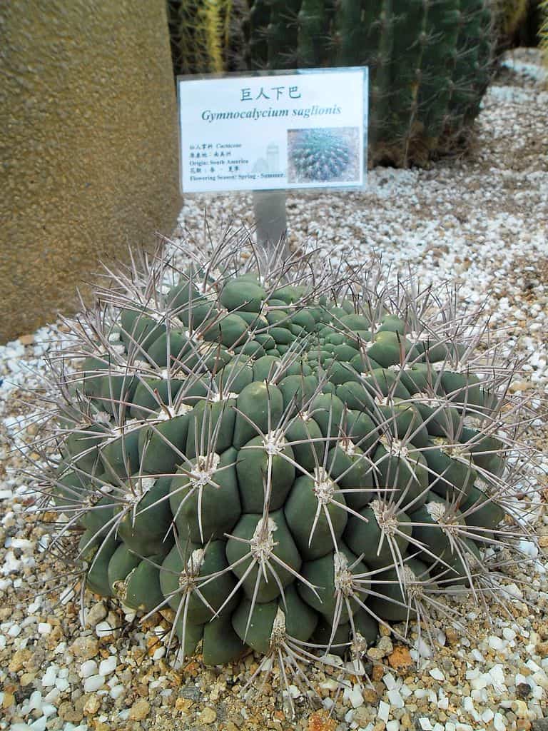 Gymnocalycium Archives - Phoenix Desert Seeds