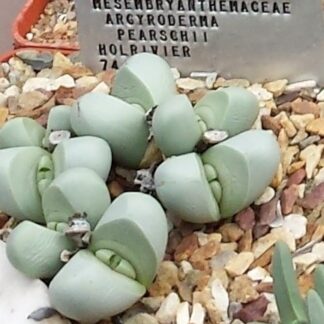 Argyroderma Seeds