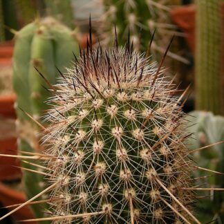 Thrixanthocereus