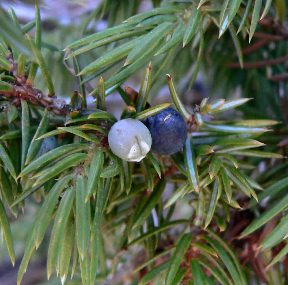 Juniperus Seeds Archives - Phoenix Desert Seeds