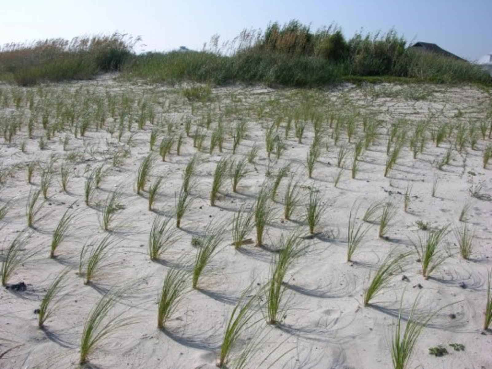 Erosion Control Grass Seed Mixes Archives Phoenix Desert Seeds