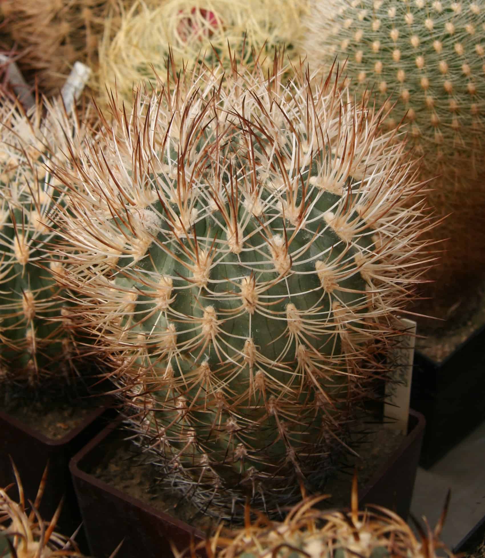 Pyrrhocactus Archives - Phoenix Desert Seeds
