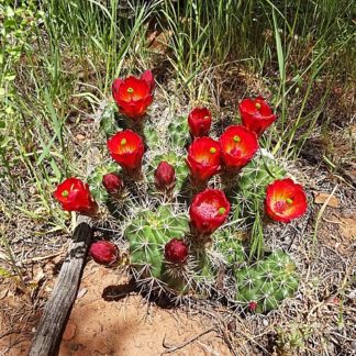 Echinocereus species mix seeds
