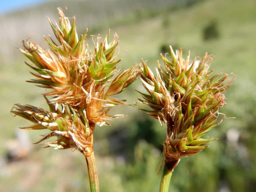 Carex microptera