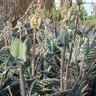 Aloe variegata seeds