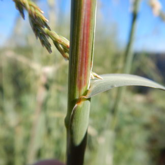 Leptochloa dubia
