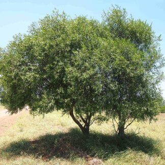 Acacia salicina seeds