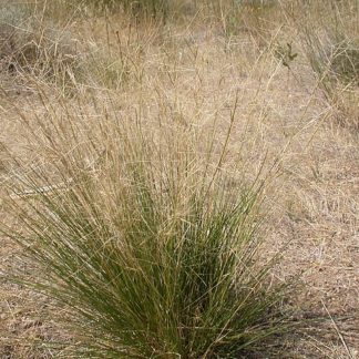 Aristida purpurea seeds