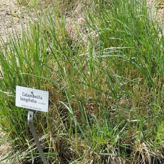 Calamovilfa longifolia (GOSHEN)