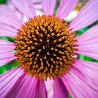 Echinacea purpurea seeds