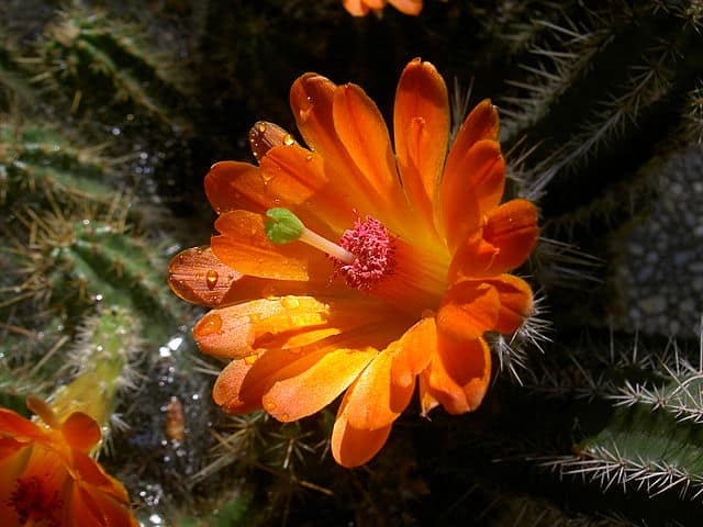 Echinocereus klapperi seeds - Phoenix Desert Seeds