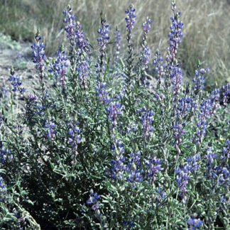 Lupinus sparsiflorus seeds