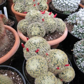 Mammillaria species mixed seeds SALE