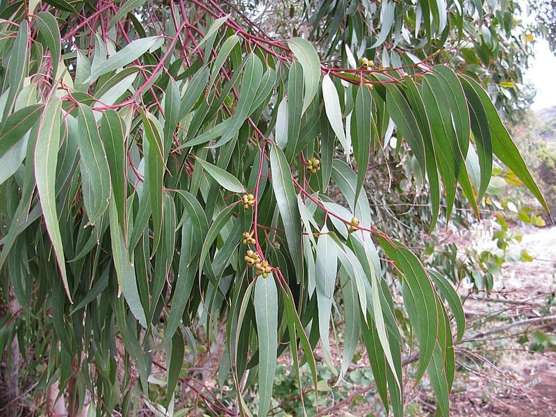 Eucalyptus goniocalyx