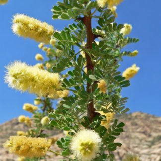 Acacia greggii seeds