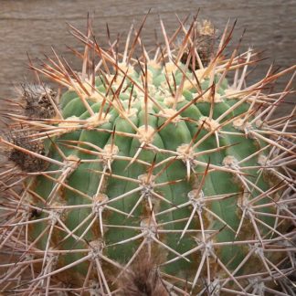 Acanthocalycium ferrari seeds
