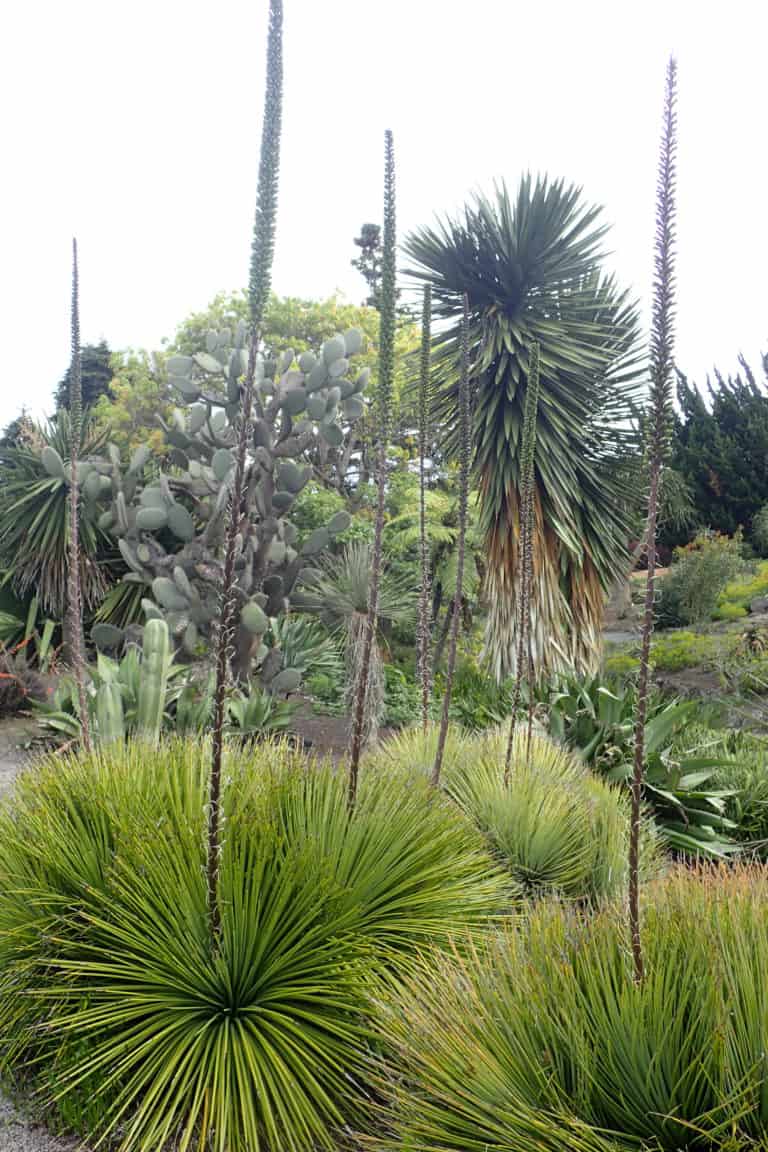 Agave striata