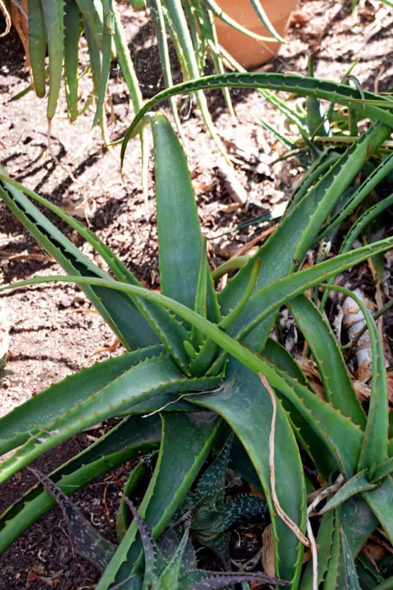 Aloe camperi