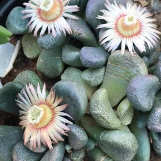 Aloinopsis schooneesii seeds