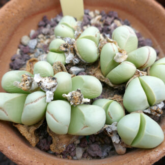 Argyroderma delaetii seeds