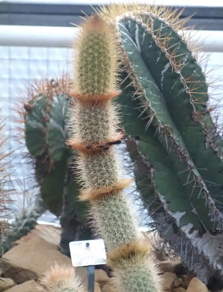 Arrojadoa rhodantha (Arrojadoa aureispina)