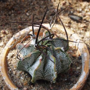 Astrophytum capricorne major seeds