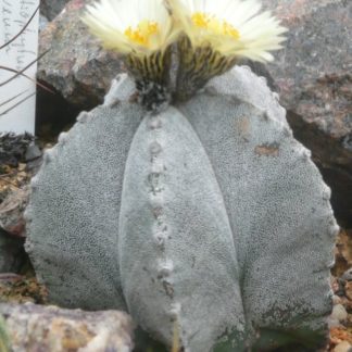 Astrophytum niveum seeds