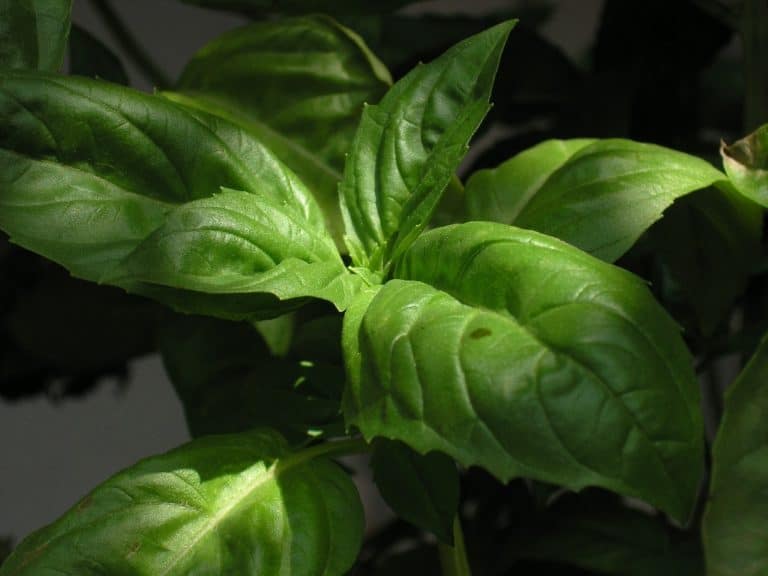 Basil (Ocimum basilicum)