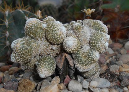 Blossfeldia liliputana