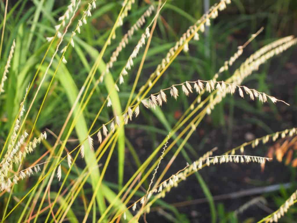 High Plains Foothills Grass Seed Mix 2 Phoenix Desert Seeds high-plains-foothills-grass-seed-mix-2-phoenix-desert-seeds