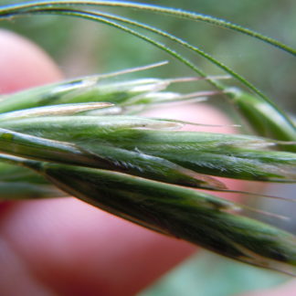 Bromus ciliatus seeds