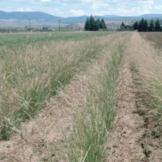 Bromus marginatus seed
