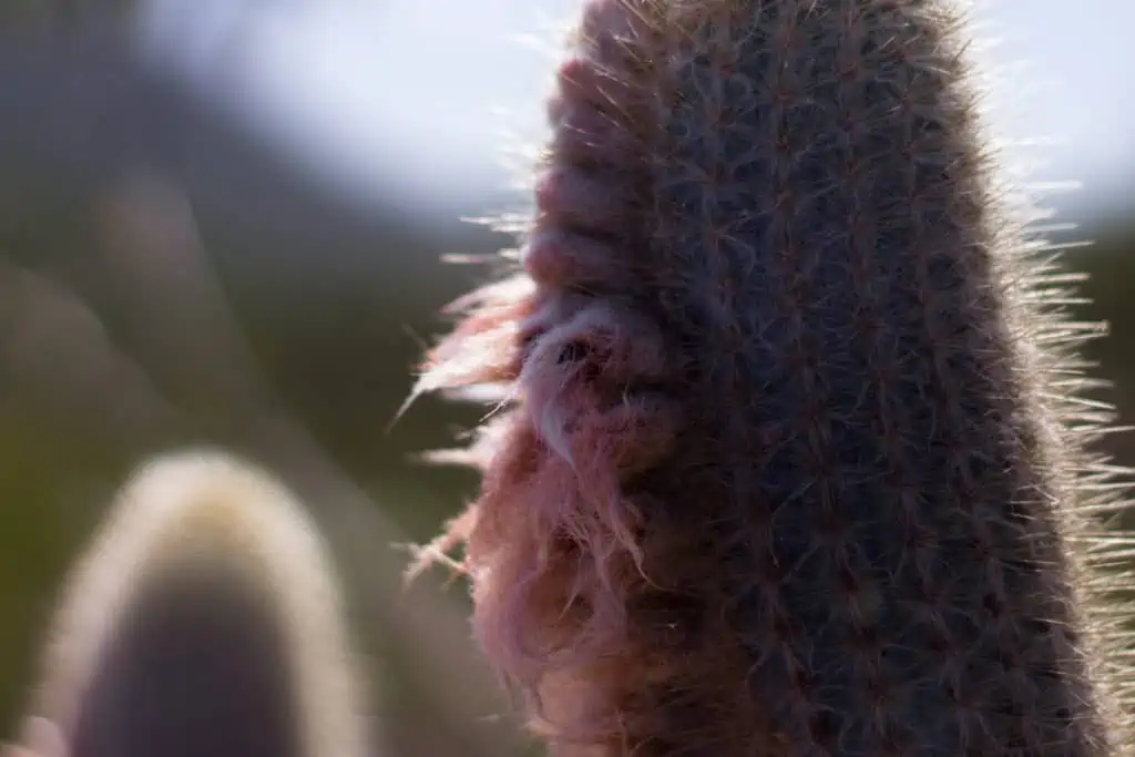 Austrocephalocereus purpureus