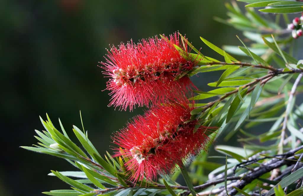 Callistemon citrinus seeds - Phoenix Desert Seeds