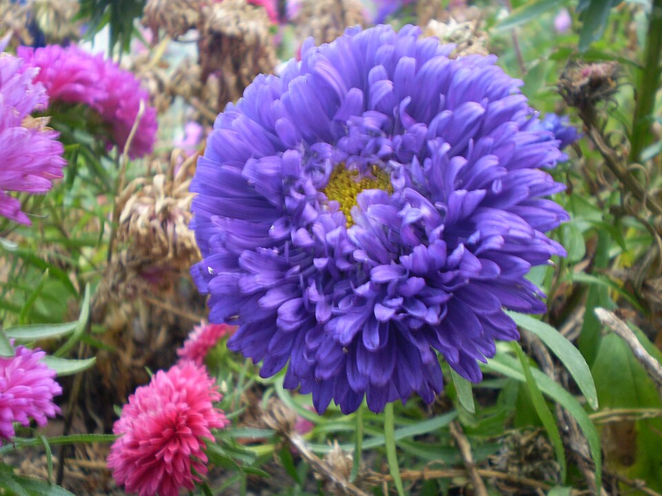 Seeds Callistephus chinensis 'Powder Puff'