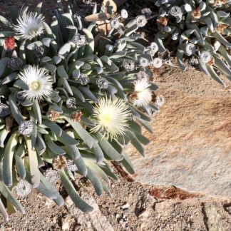 Cheiridopsis denticulata seeds