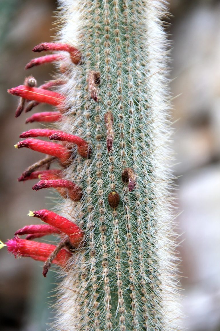 Cleistocactus hyalacanthus
